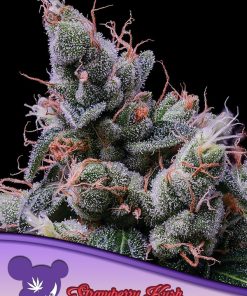 Strawberry Kush - Femminizzati Stagionali