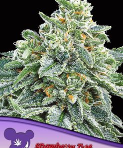 Strawberry Tree - Femminizzati Stagionali