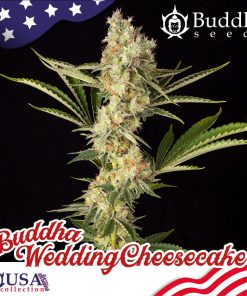 Buddha Wedding Cheesecake - Femminizzati Stagionali