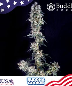 Buddha Cookie - Femminizzati Stagionali