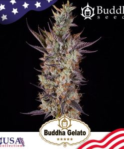 Buddha Gelato - Femminizzati Stagionali