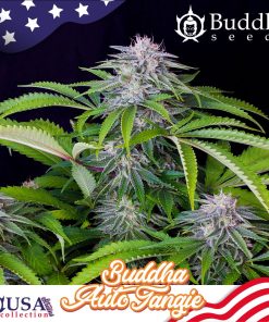 Buddha Tangie Auto - Autofiorenti Femminizzati