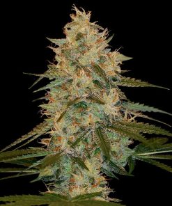 Chocolope Kush - Femminizzati Stagionali