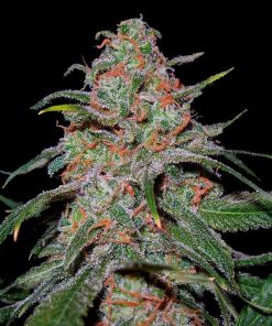 Lemon Skunk - Femminizzati Stagionali