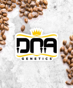 dna genetics seed placeholder