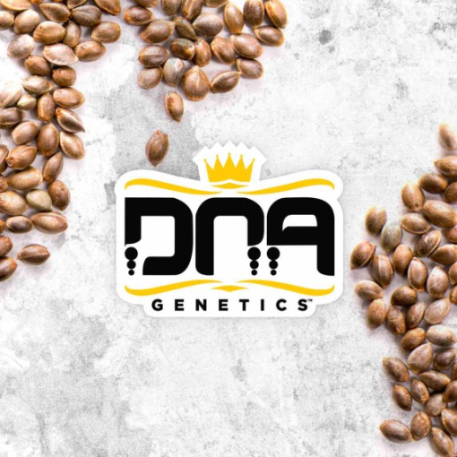 dna genetics seed placeholder