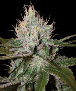 Cannalope Haze - Femminizzati Stagionali