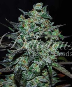 Northern Light Blue THC-Free - Femminizzati Stagionali