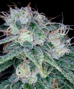 Sour Diesel - Femminizzati Stagionali