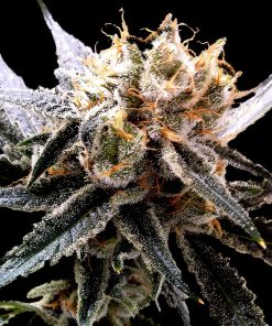 Sour Tangie - Femminizzati Stagionali