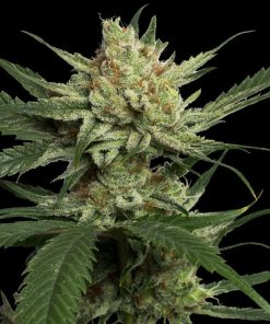 Strawberry Banana - Femminizzati Stagionali