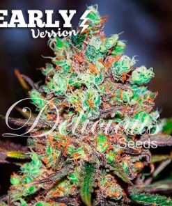 Cotton Candy Kush Early Version - Femminizzati Stagionali