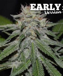 Critical Neville Haze Early Version - Femminizzati Stagionali