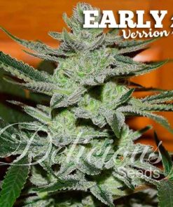 Unknown Kush Early Version - Femminizzati Stagionali