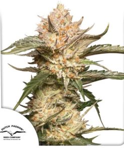 Auto Trichome & Cream - Autofiorenti Femminizzati