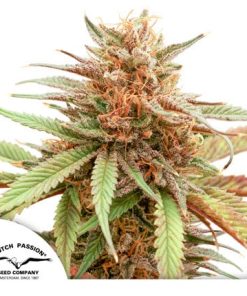 Durban Dew - Femminizzati Stagionali