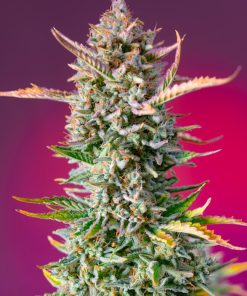 Gorilla Sherbet F1 Fast Version - Femminizzati Stagionali