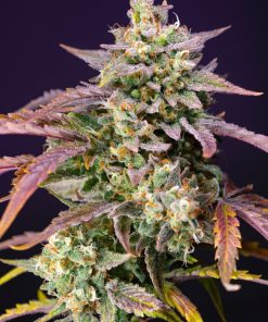 Purple Punch OG XL Auto - Autofiorenti Femminizzati