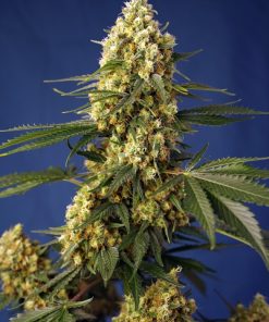 Strawberry Banana Gelato XL Auto - Autofiorenti Femminizzati
