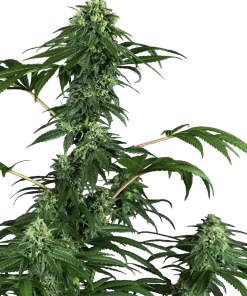 420 Punch - Femminizzati Stagionali