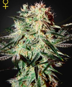Arjan's Strawberry Haze - Femminizzati Stagionali