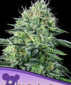 Strawberry Banana Auto - Autofiorenti Femminizzati