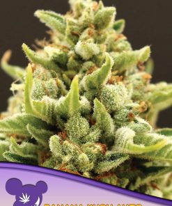 Banana Kush Auto - Autofiorenti Femminizzati