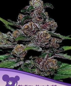 Blackberry Moonrocks Auto - Autofiorenti Femminizzati