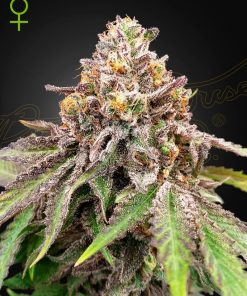 Blue Haze x Gelato 41 Auto - Autofiorenti Femminizzati