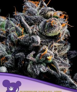Blueberry Banana Auto - Autofiorenti Femminizzati