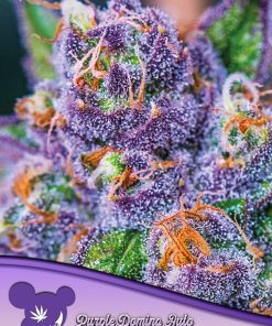 Purple Domina Auto - Autofiorenti Femminizzati