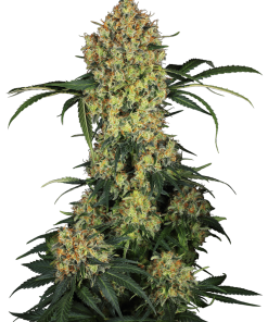 Aloha OG - Femminizzati Stagionali