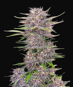Banana Purple Punch Auto - Autofiorenti Femminizzati