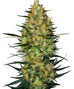Caramellow Kush Auto - Autofiorenti Femminizzati