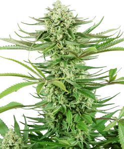 Cashew Kush - Femminizzati Stagionali
