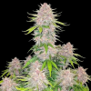 cherry cola auto