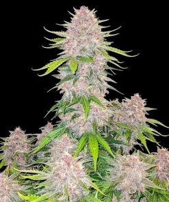 cherry cola auto