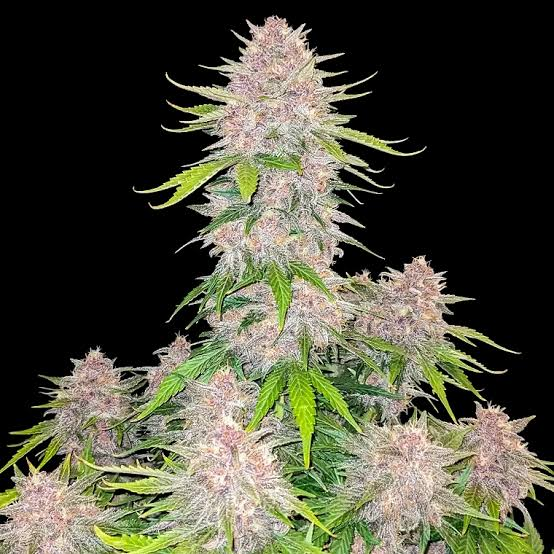 cherry cola auto