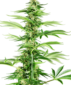 Honey Melon Haze - Femminizzati Stagionali