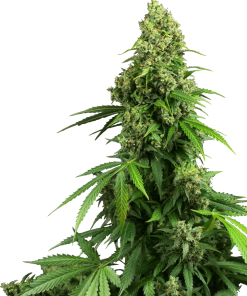 Honey Melon Kush Auto - Autofiorenti Femminizzati
