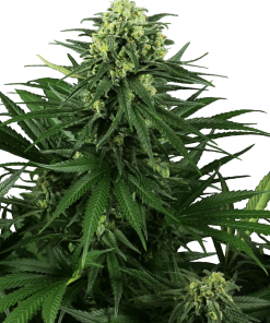 Honey Melon Kush - Femminizzati Stagionali