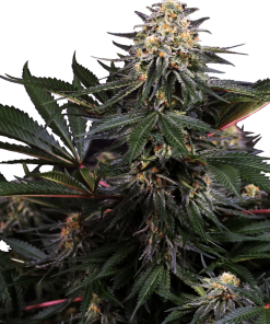 Lockdown Kush - Femminizzati Stagionali