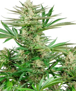 Malibu OG Gold - Femminizzati Stagionali