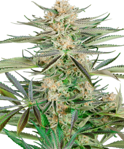 Screwdriver OG - Femminizzati Stagionali