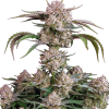 strawberry gorilla auto