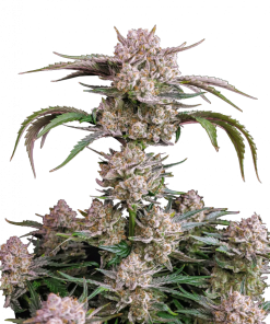 strawberry gorilla auto