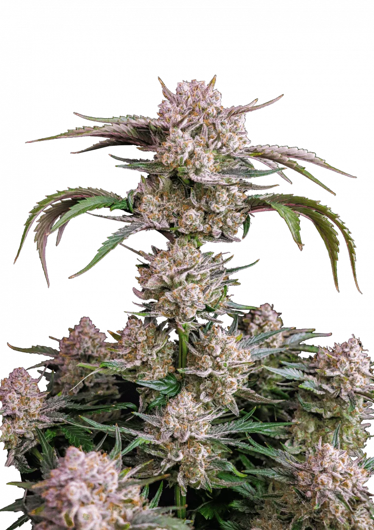 strawberry gorilla auto