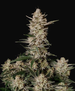 Strawberry Gorilla Auto - Autofiorenti Femminizzati