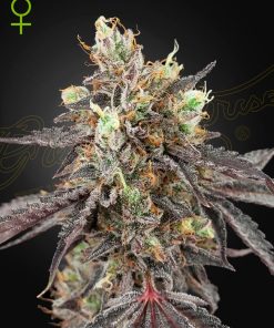 Gelato 41 x Gelato 41 Auto - Autofiorenti Femminizzati