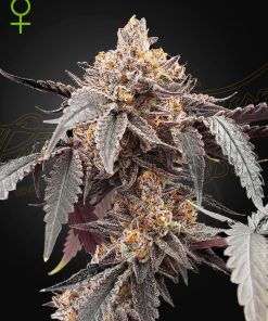 Guava x Gelato 41 auto - Autofiorenti Femminizzati